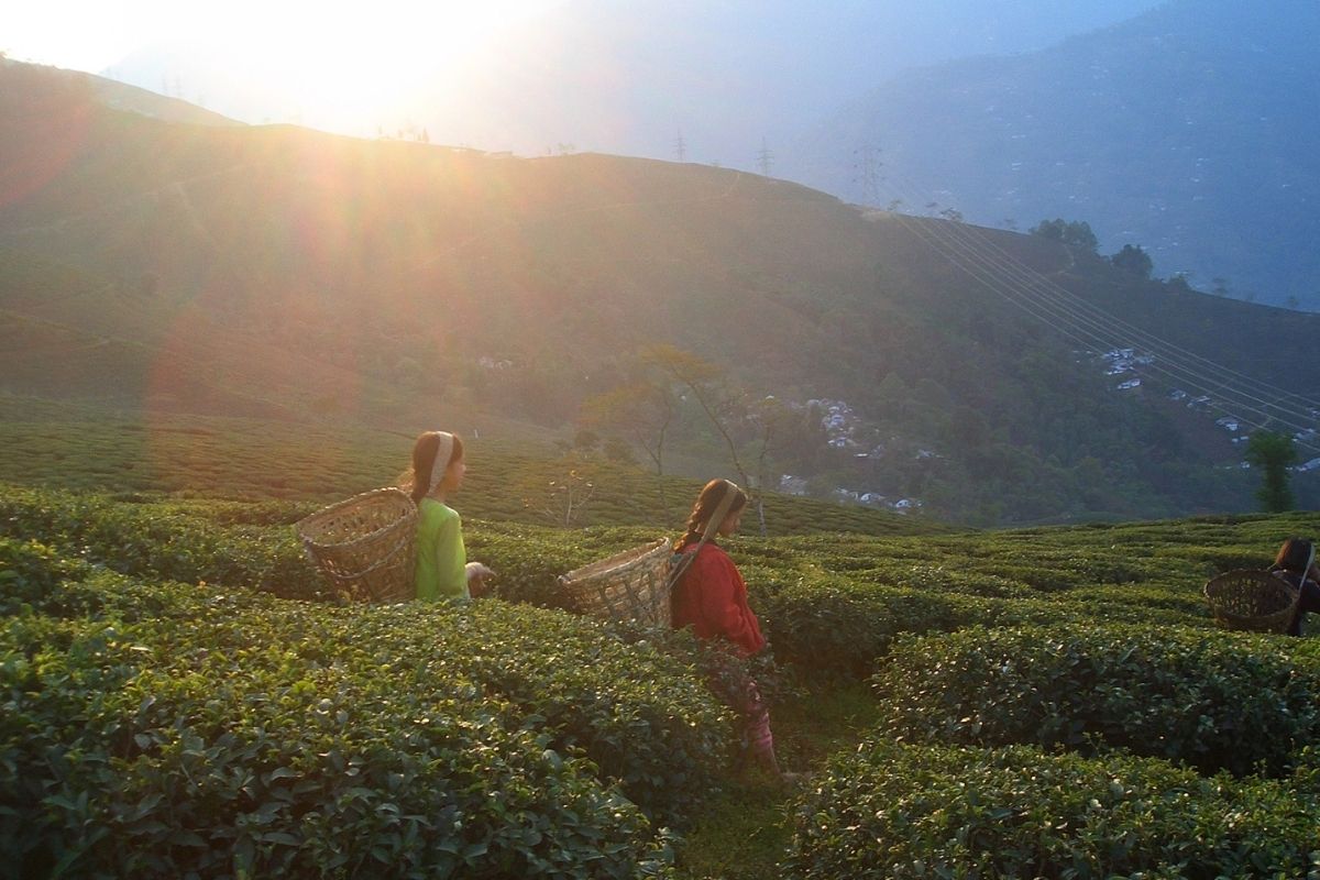 Darjeeling tea Geetanjali Krishna Superyacht Stories 2 Darjeeling tea Geetanjali Krishna Superyacht Stories 2