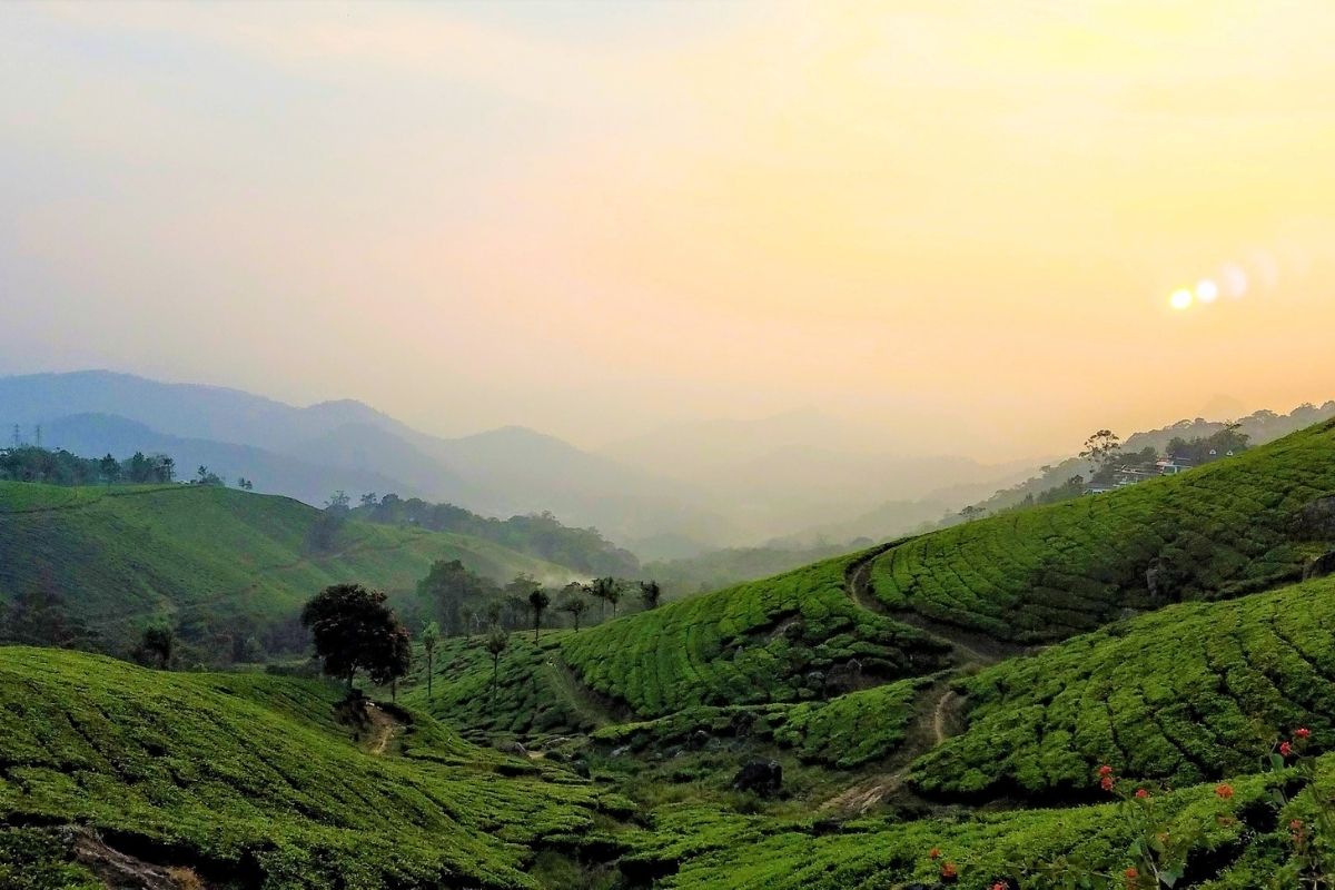 Darjeeling tea Pixabay Superyacht Stories 3