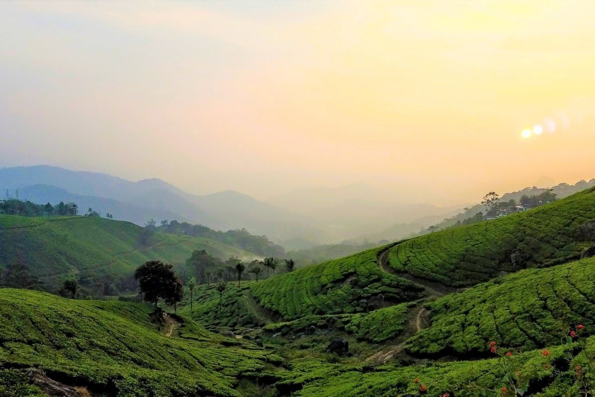 Darjeeling tea Pixabay Superyacht Stories 3 Darjeeling tea Pixabay Superyacht Stories 3