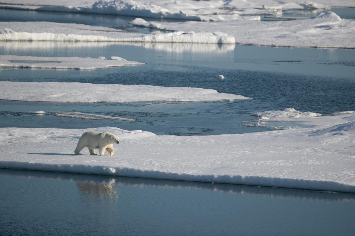 Polar Bear Arctic