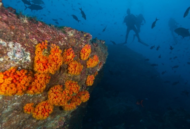 Costa Rica Cocos Marine Life 5