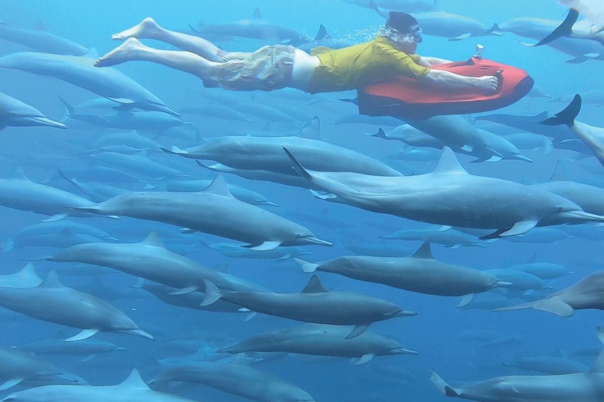 Costa Rica dolphins 1200x800