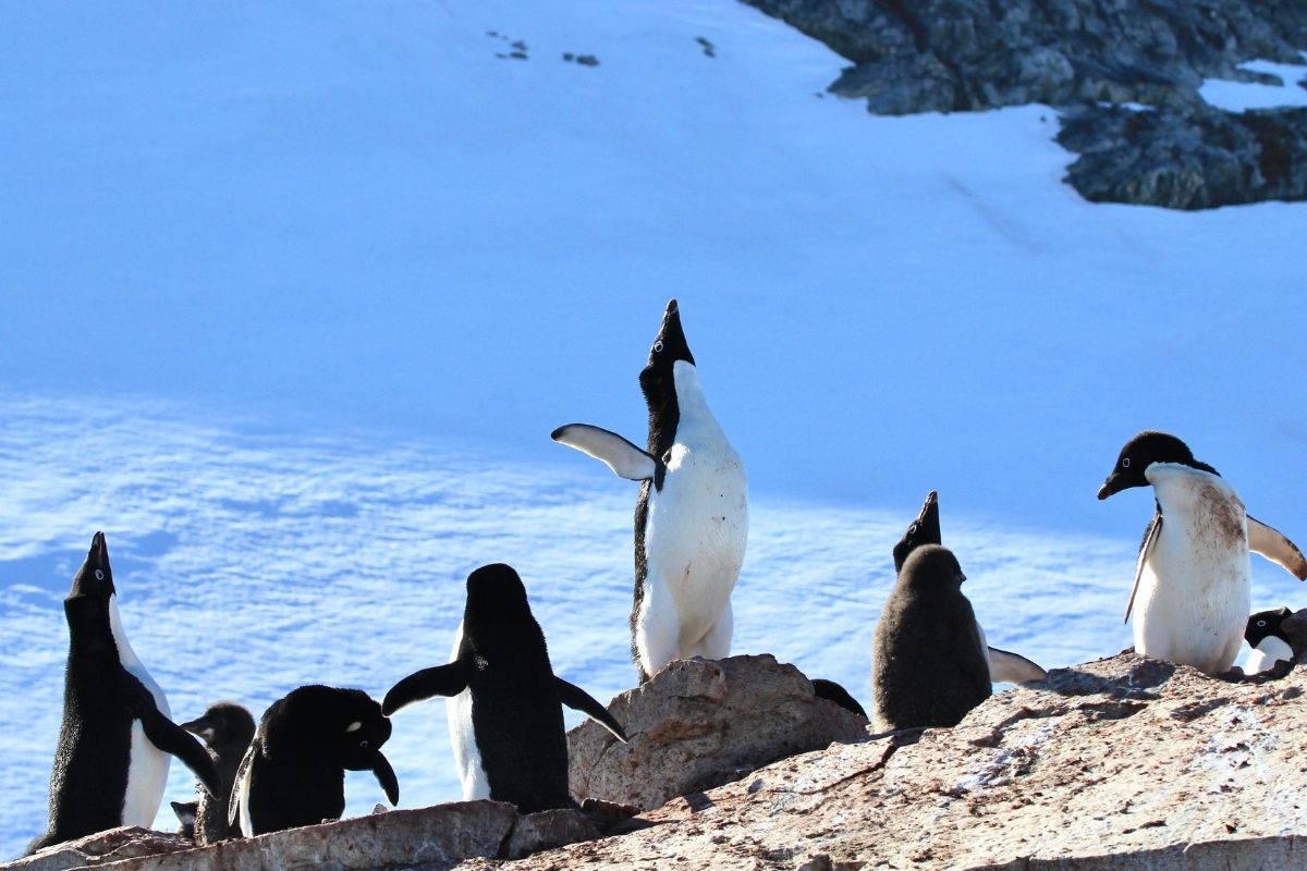 Antarctica Patzi Haslimann 1200x800 7