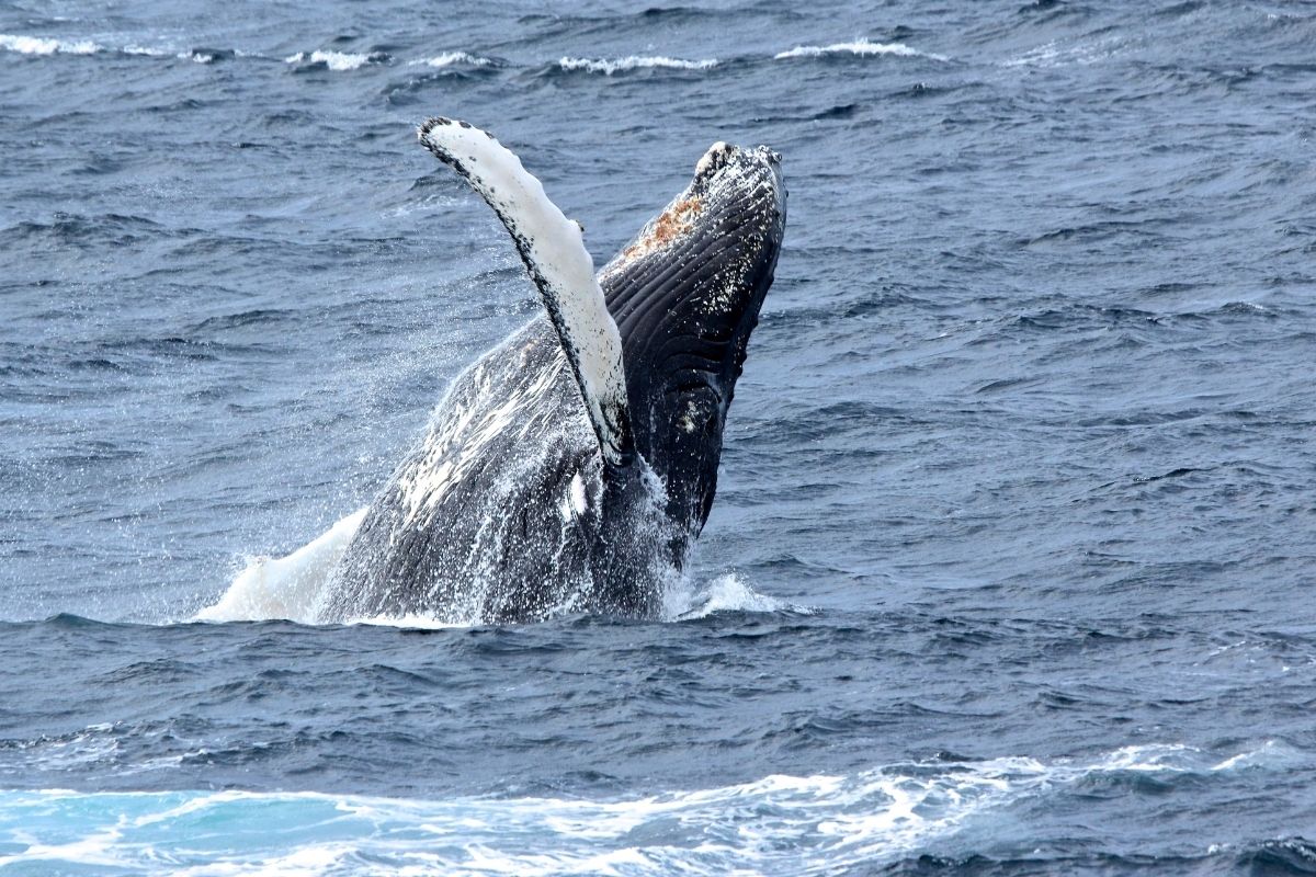 Antarctica Patzi Haslimann 1200x800 9