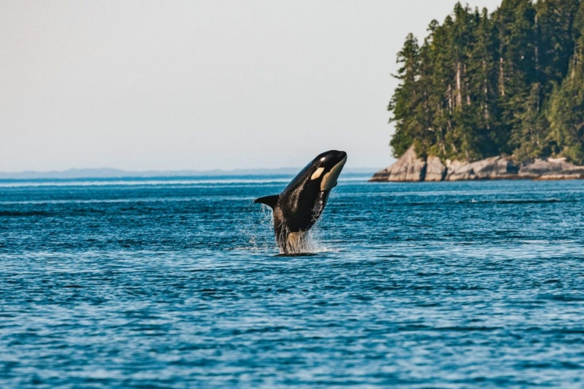 Pelorus Alaska