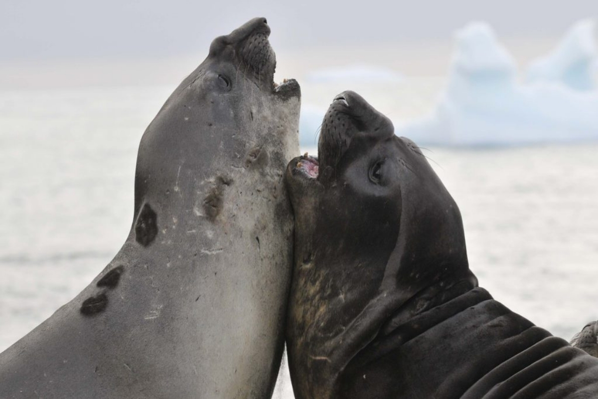 Pelorus Antarctoica