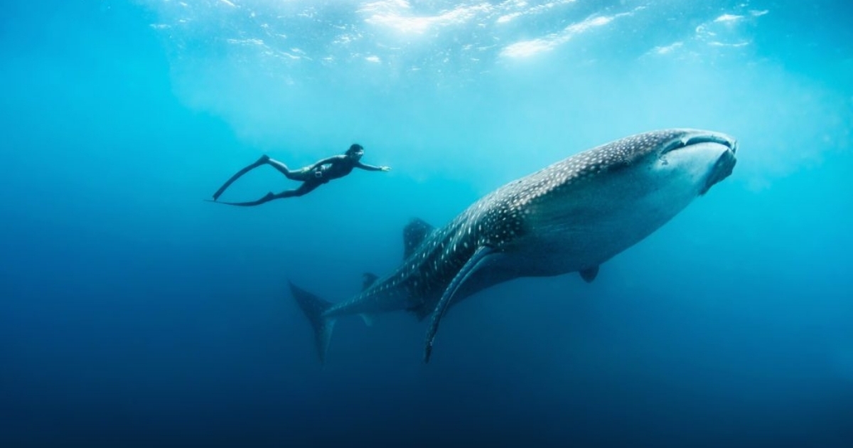 Pelorus Madagascar 2