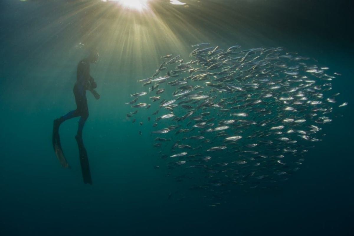 Pelorus Sardine Run 2