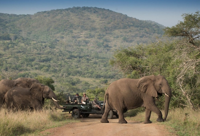 CONSERVATION Pelorus andBeyond phinda rock lodge game drive