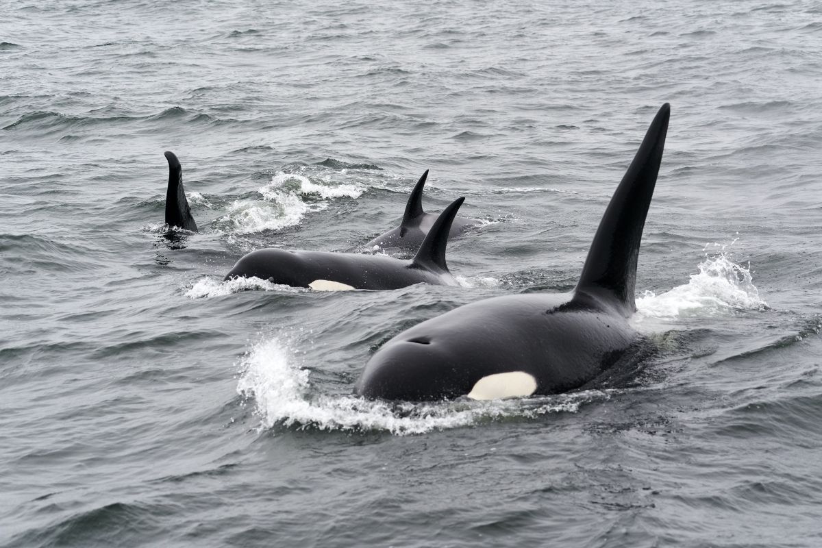 Pelorus Orcas Alaska 1200x800