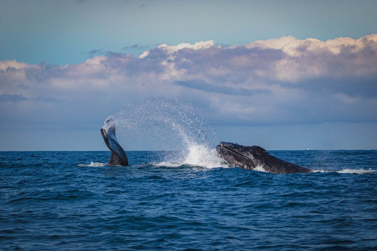 Pelours blue whales Timor 1200x800