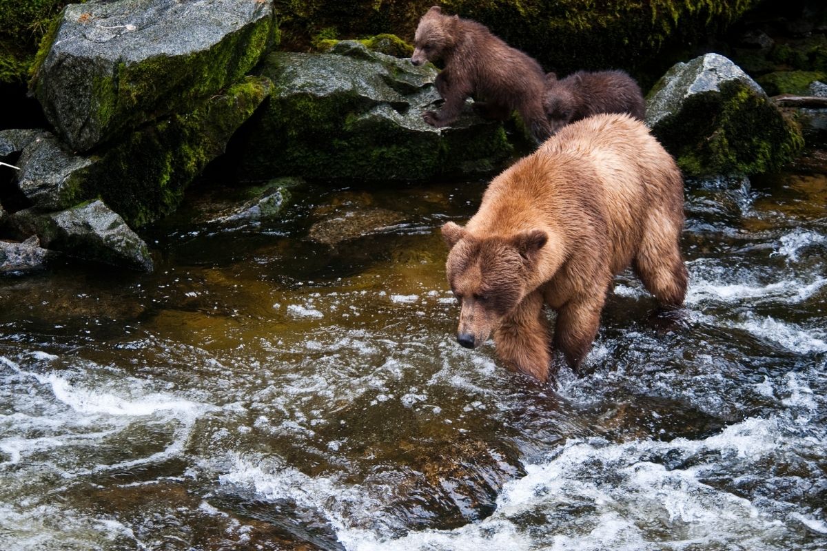 Alaksa state of alaska 1200x800 3