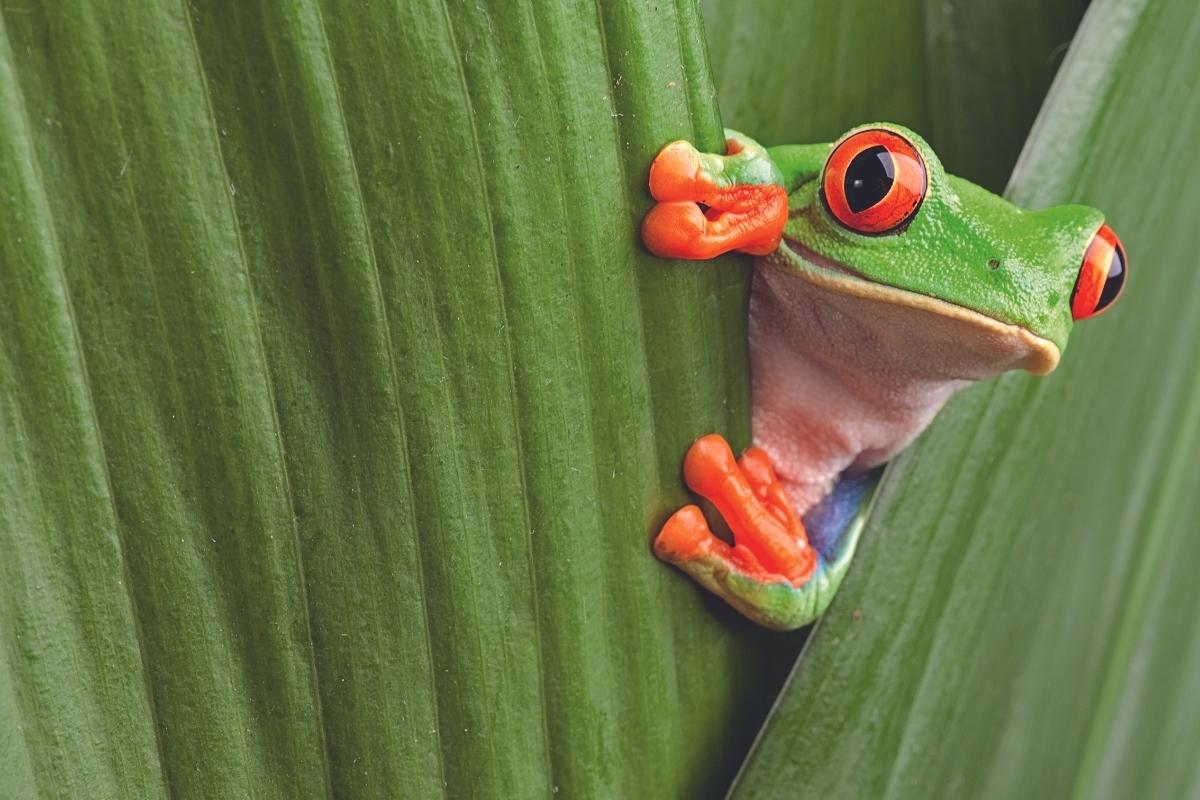 Costa Rica 1200x800 iStock