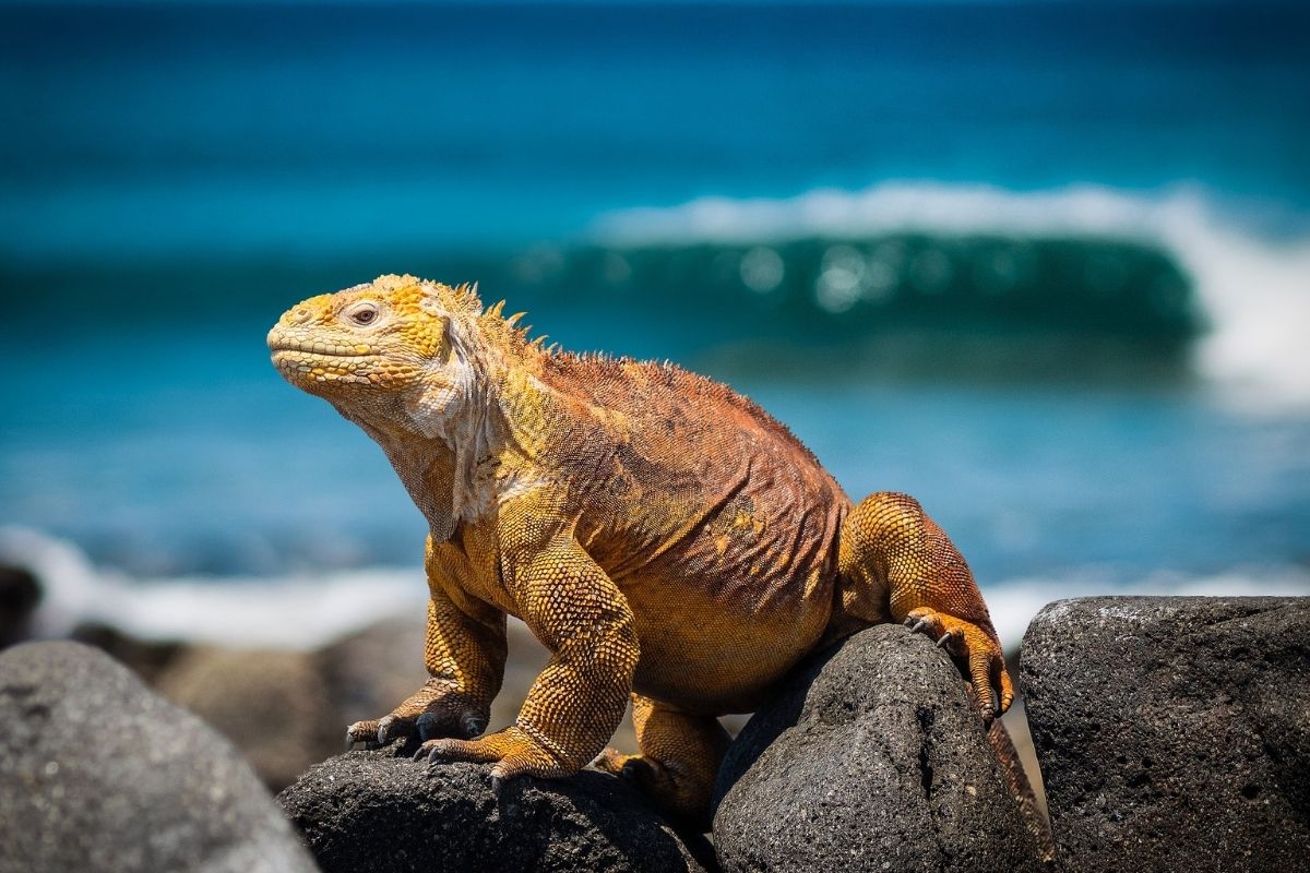 Galapagos Pixabay 1200x800 2