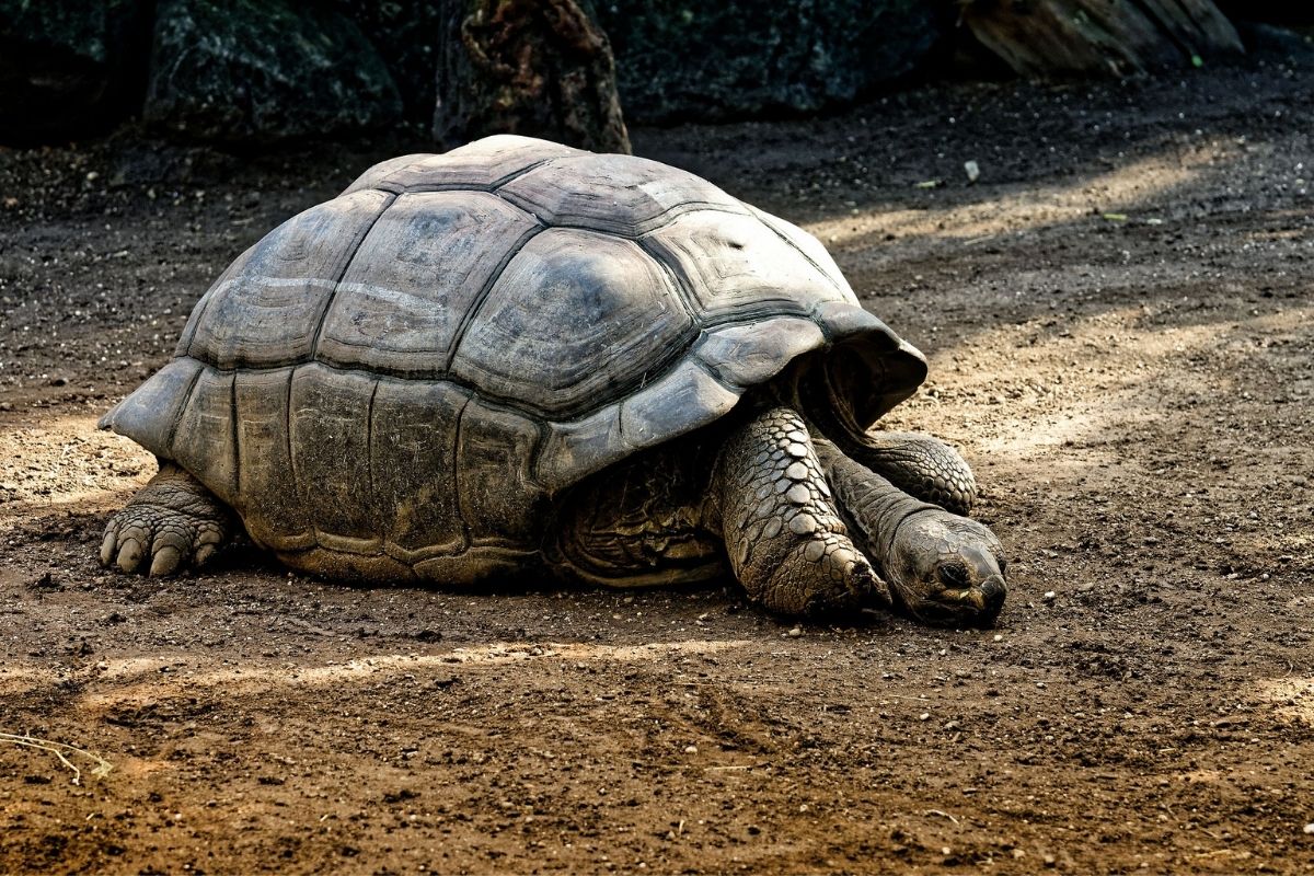 Galapagos Pixabay 1200x800