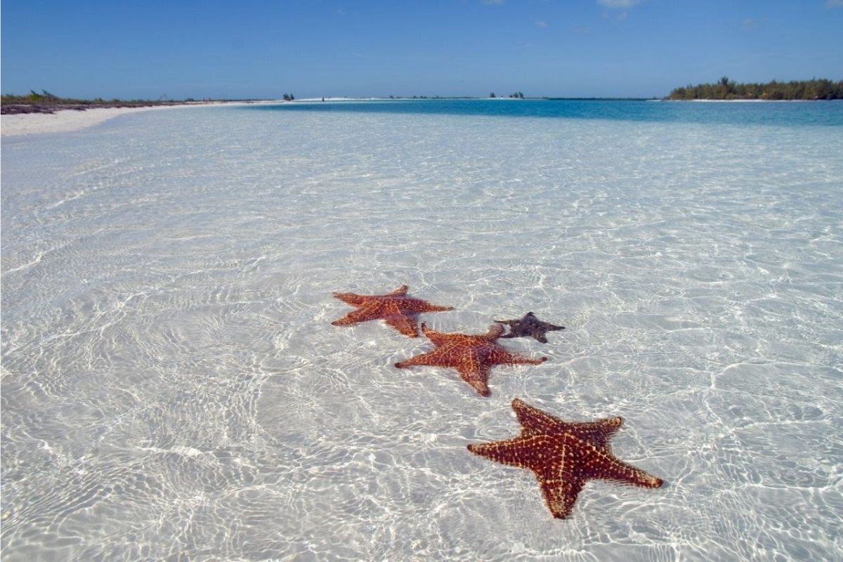 Cuba starfish