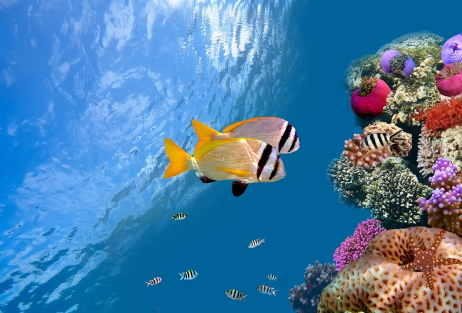 Red Sea Shutterstock 2 v2