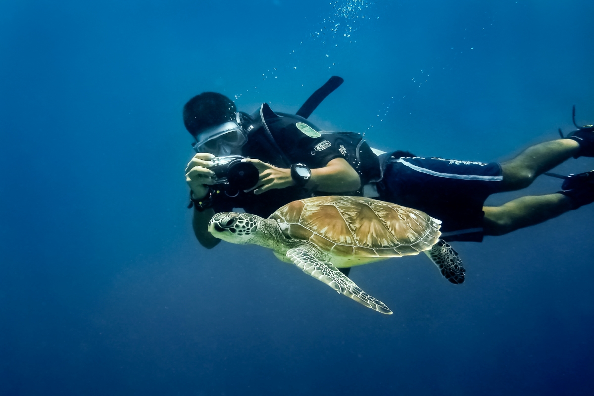 Photographing Turtles Wikimedia Commons 1200x800